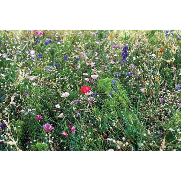 MO6501 - SEEDLOPEBEE - Ak. Custom Clothting Solutions