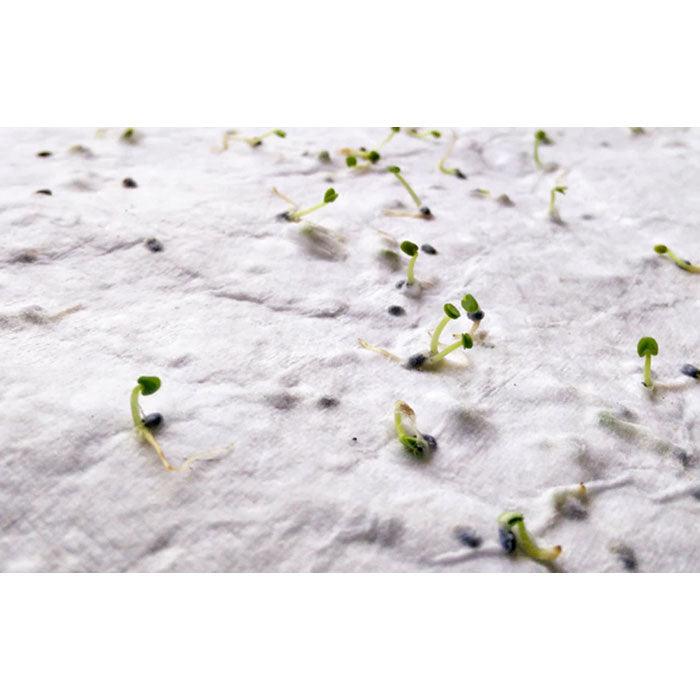 MO6914 - ASIDI - Ak. Custom Clothting Solutions